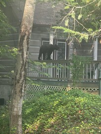 This must of been a performance bear, it walked on the rail for 10munutes!!!!