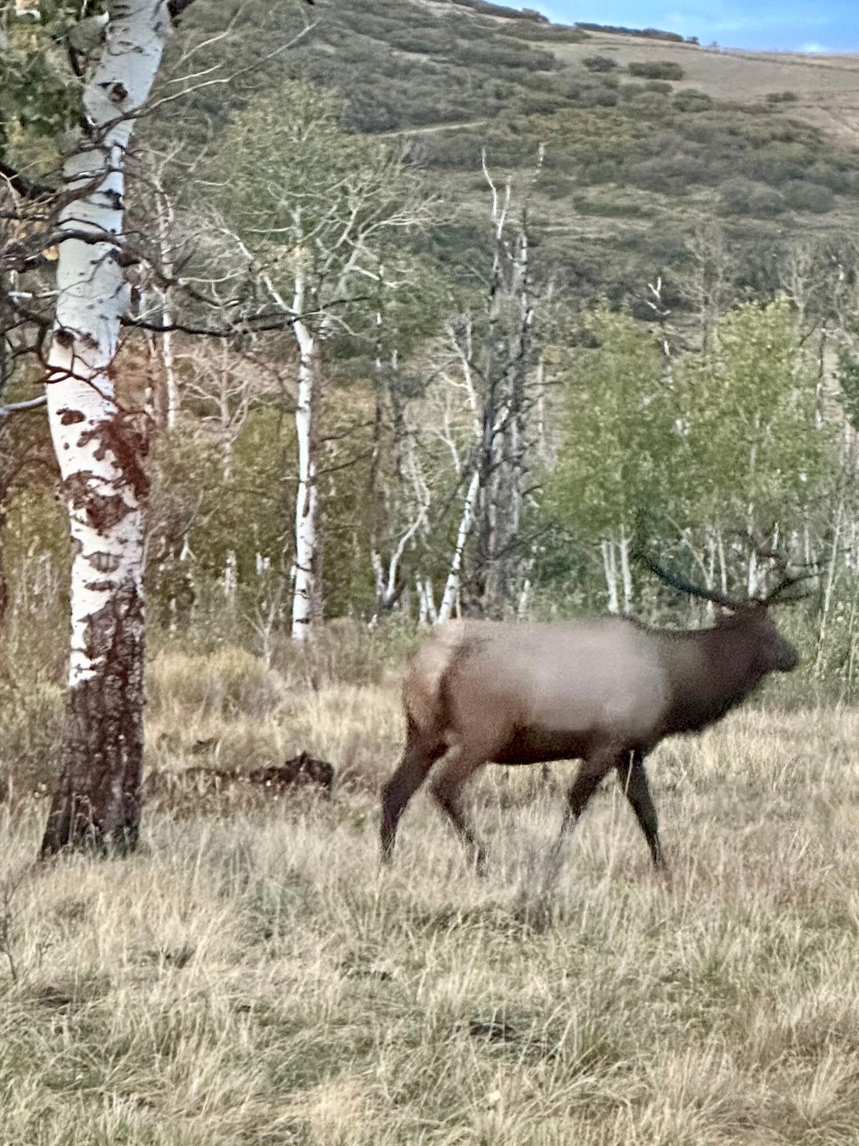 Elk grazing