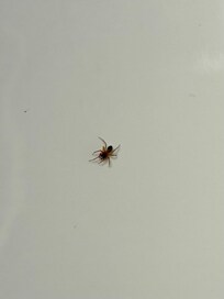 This guy was in the sink, and my dog was constantly gnawing in her paws and legs. I hope she didn’t get fleas.