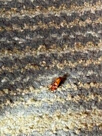 Bugs on floor