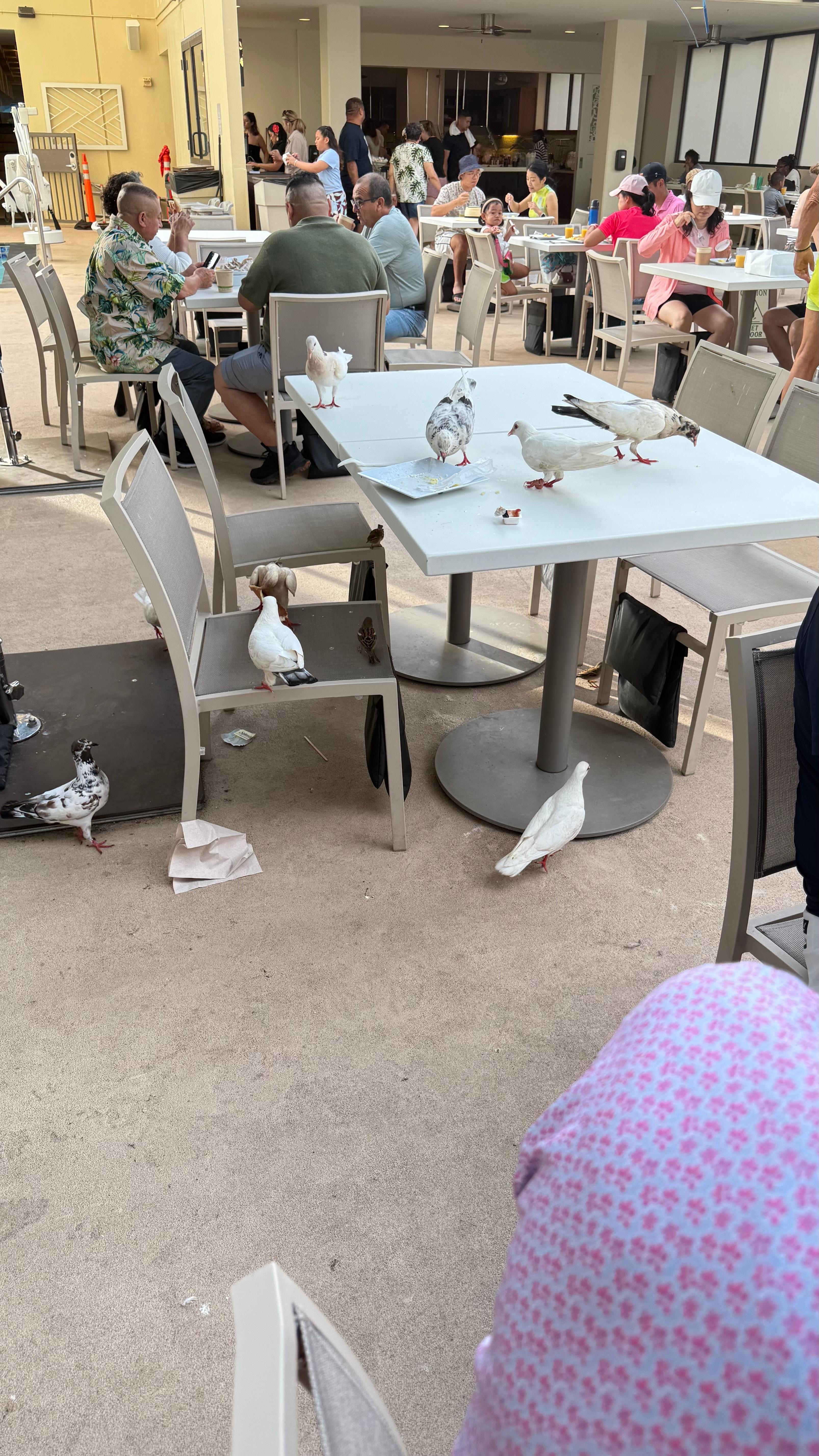 Tauben auf der Frühstücks Terrasse 😟