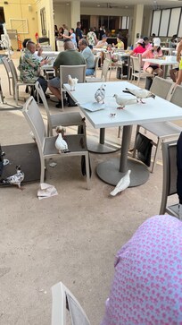 Tauben auf der Frühstücks Terrasse 😟