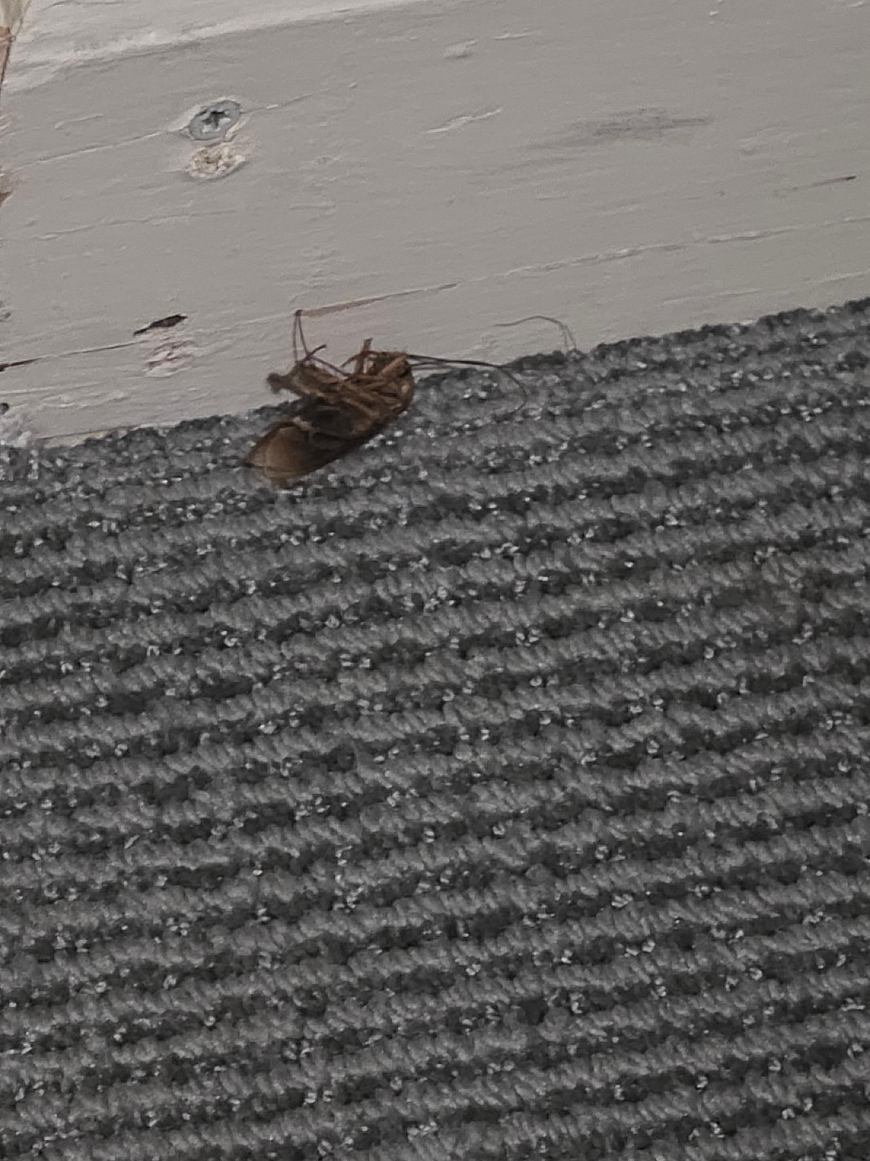 Dead roach under the sink.