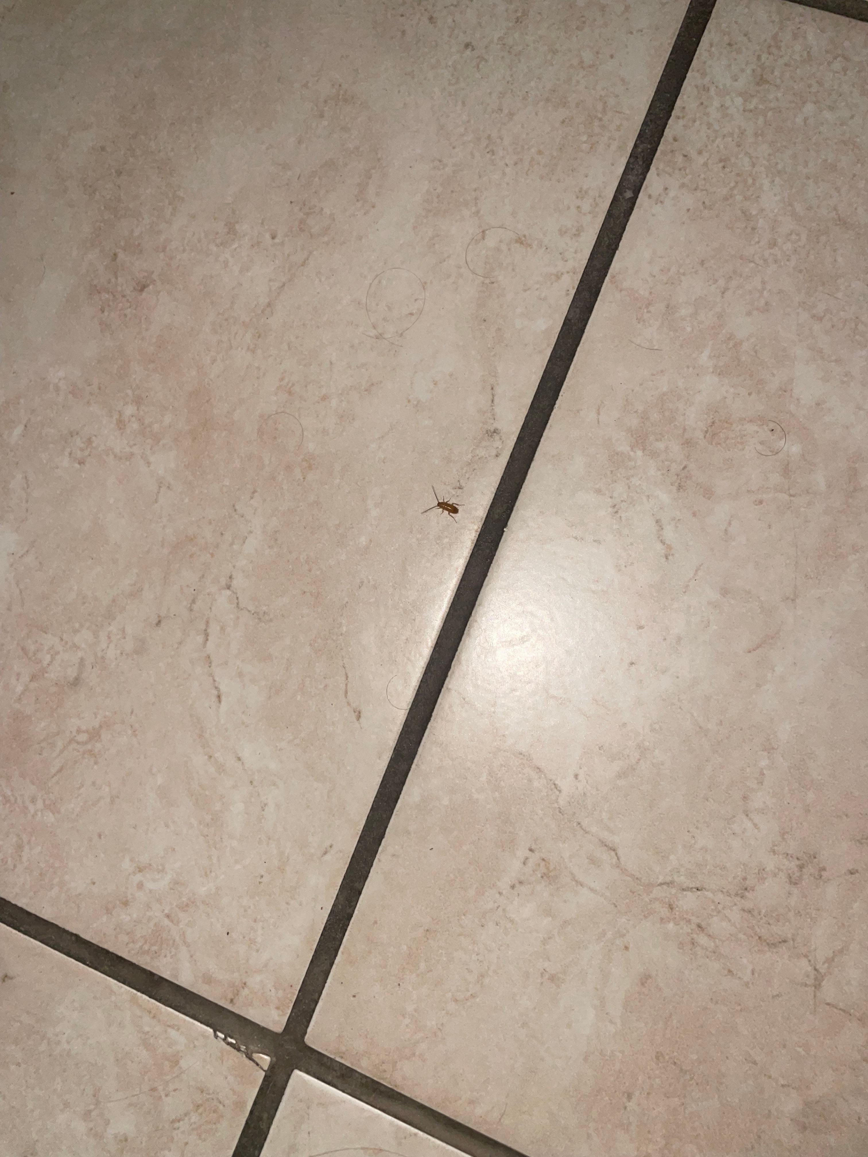 baby roaches crawling around. 