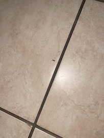 baby roaches crawling around.