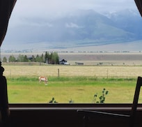 Antelope in the backyard.
