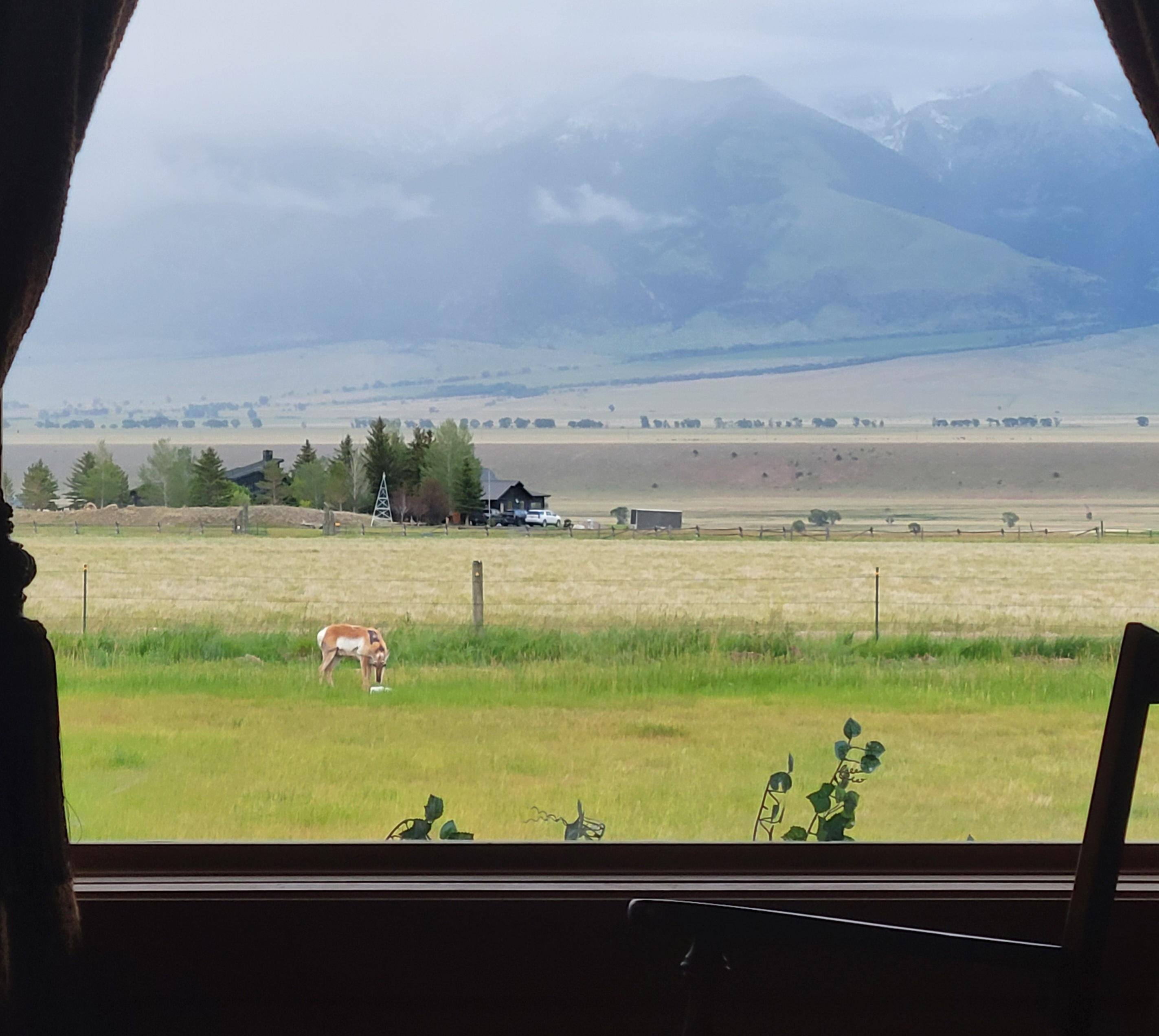 Antelope in the backyard. 