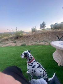 Rocket looking at everything