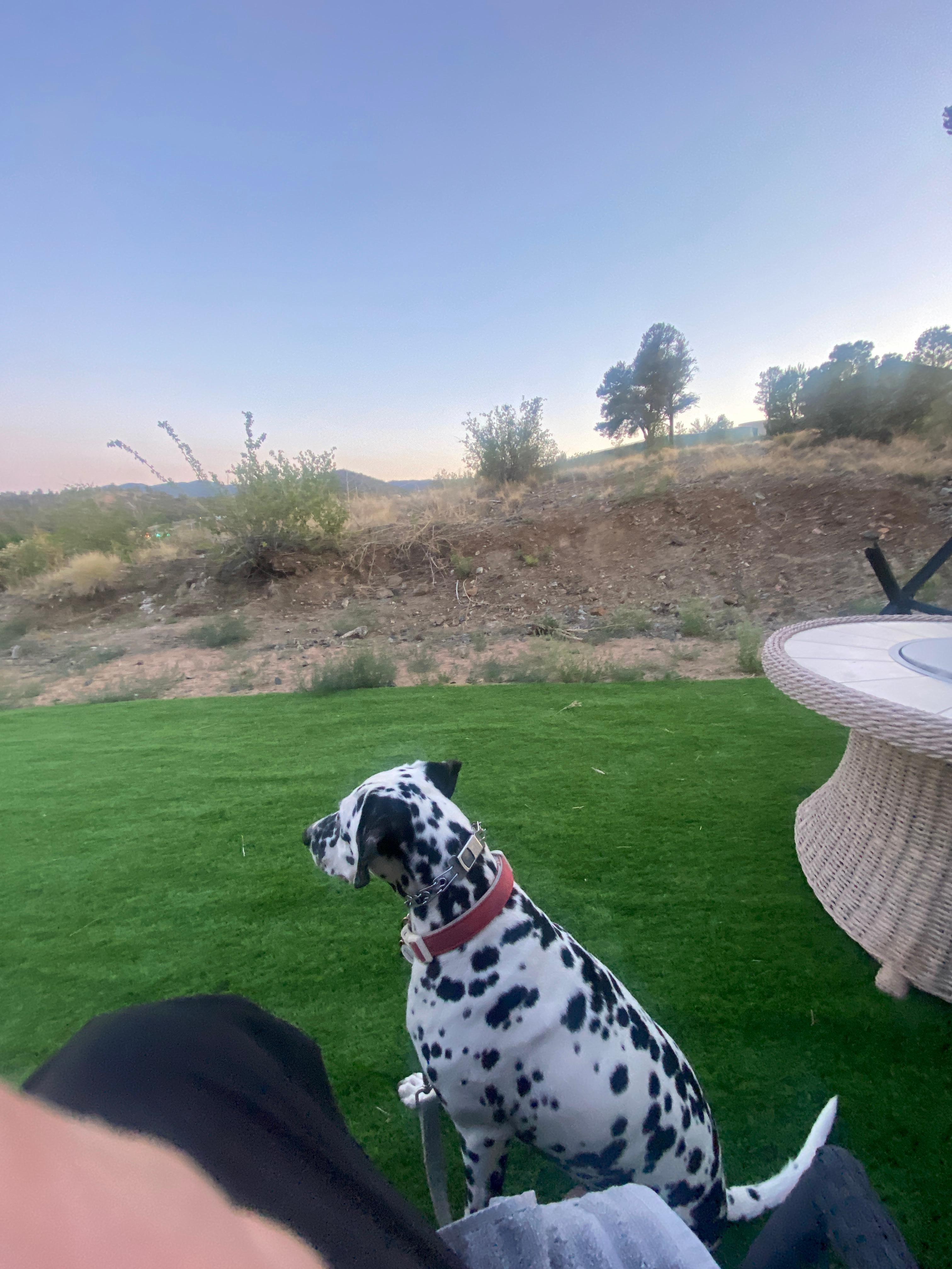 Rocket looking at everything