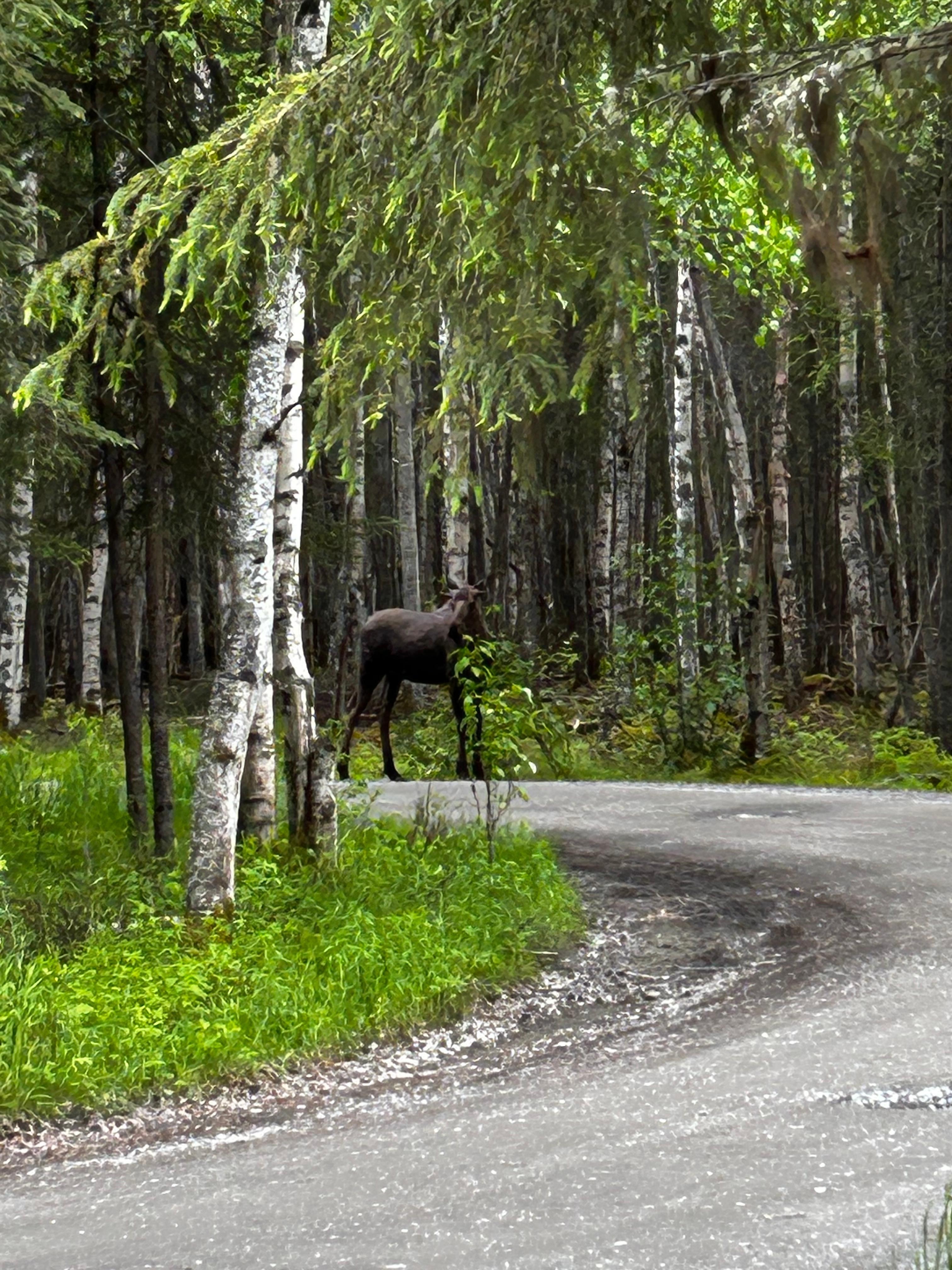 Moose down the street.