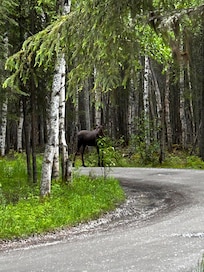 Moose down the street.