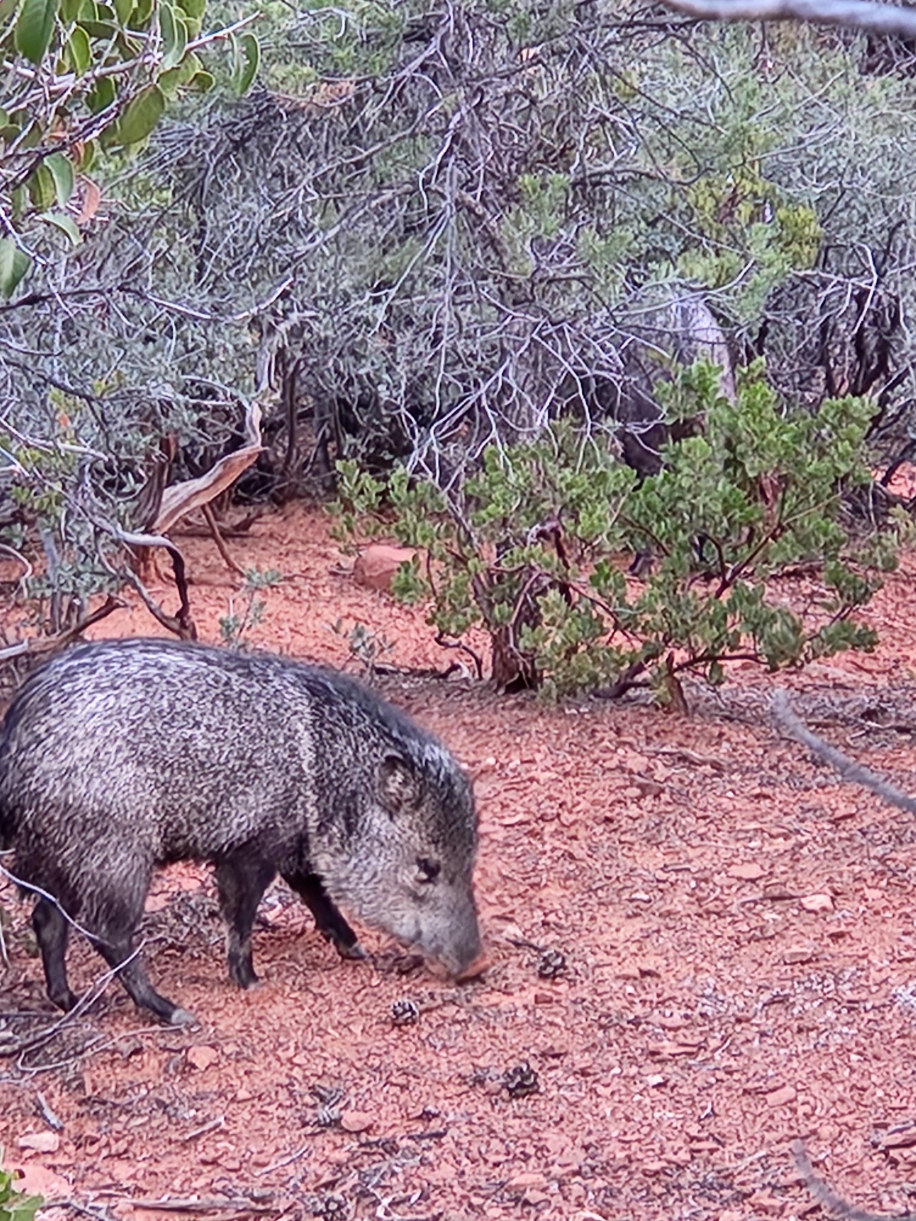 Walked a little way into the bushes to grab this shot of a javalina