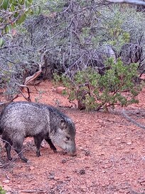 Walked a little way into the bushes to grab this shot of a javalina