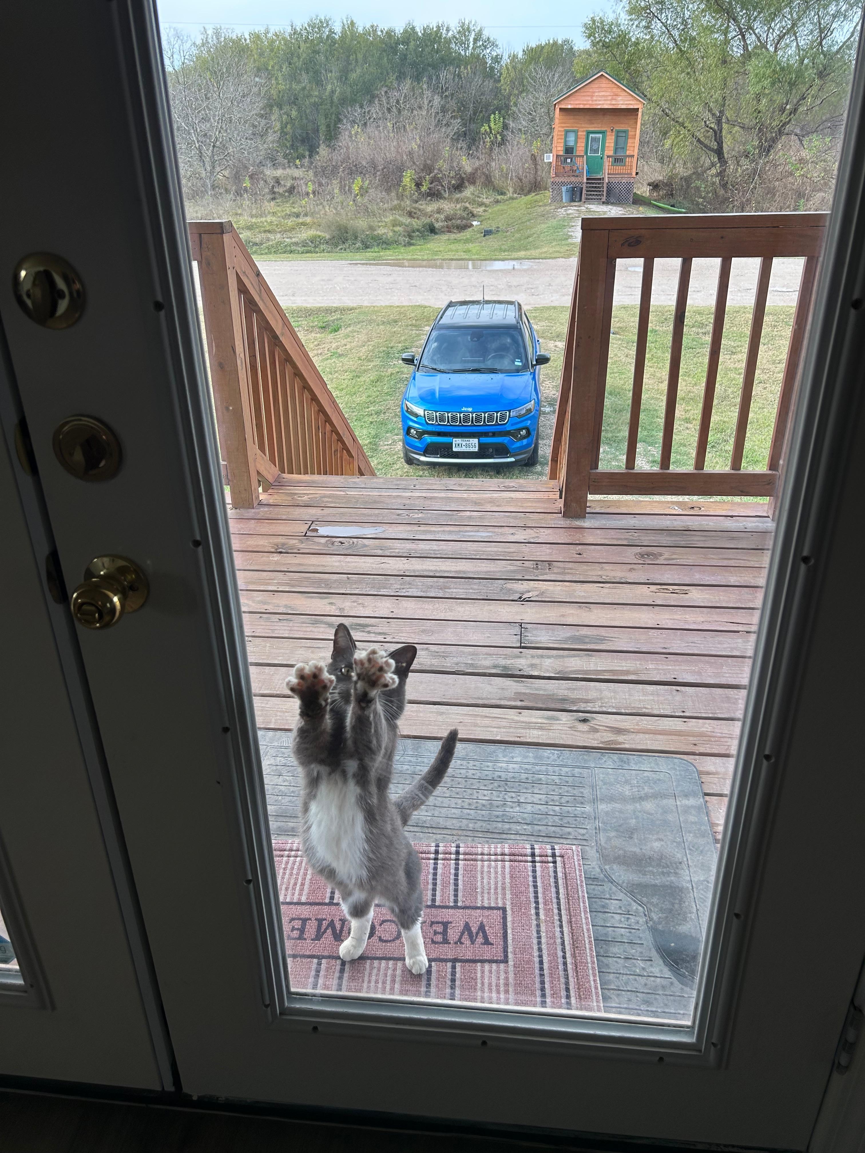 Annoying cat pounding on the door. His name is Buddy and his tag saids “do not feed.”