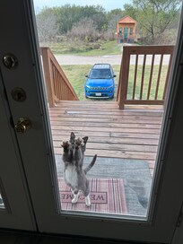 Annoying cat pounding on the door. His name is Buddy and his tag saids “do not feed.”