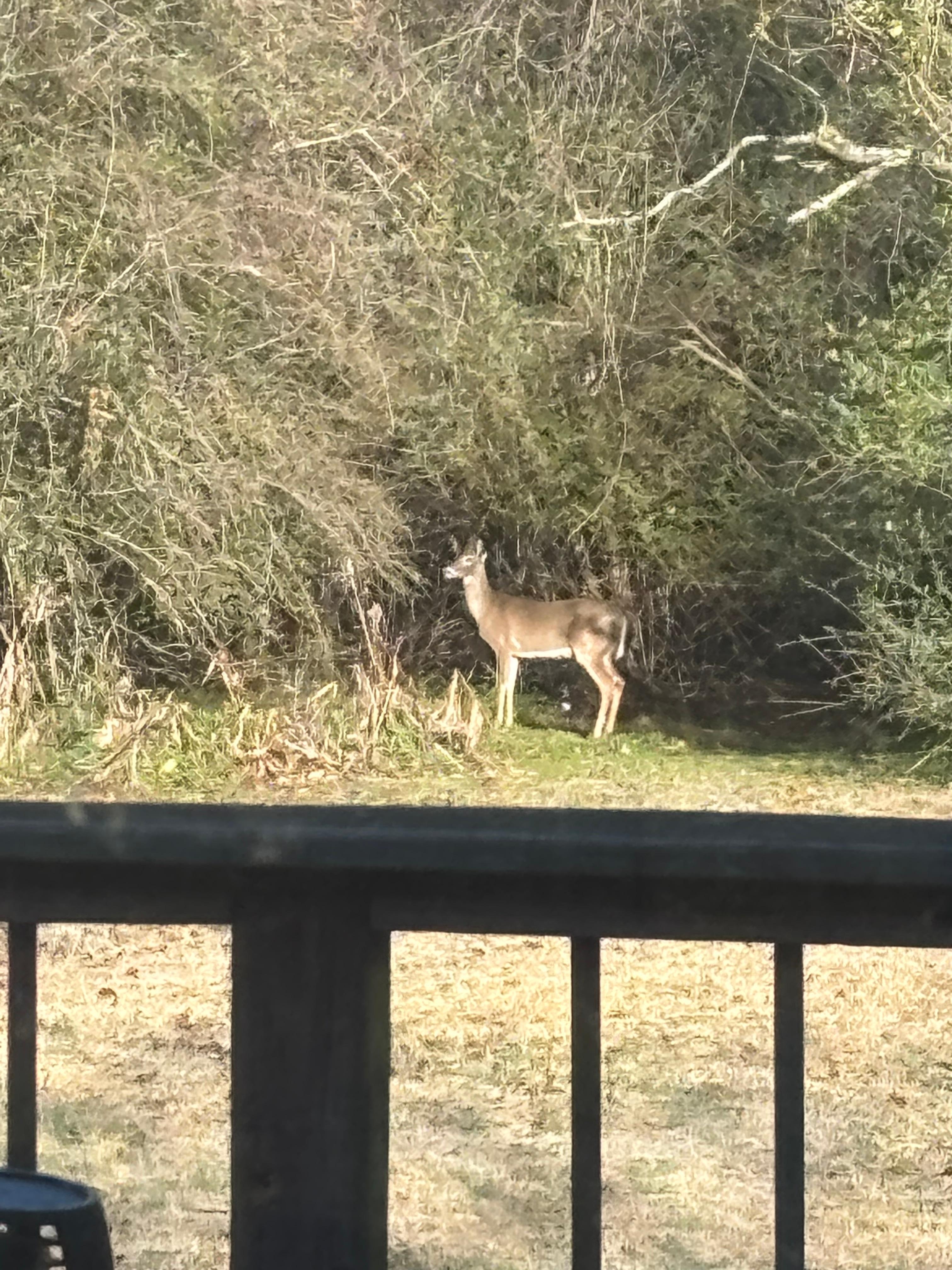 Our view out the back door on Christmas morning.