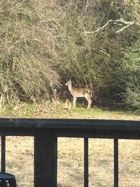 Our view out the back door on Christmas morning.