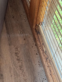 Bugs and dirt behind couch