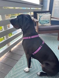 Pearl loved the patio 🐾🤍🖤