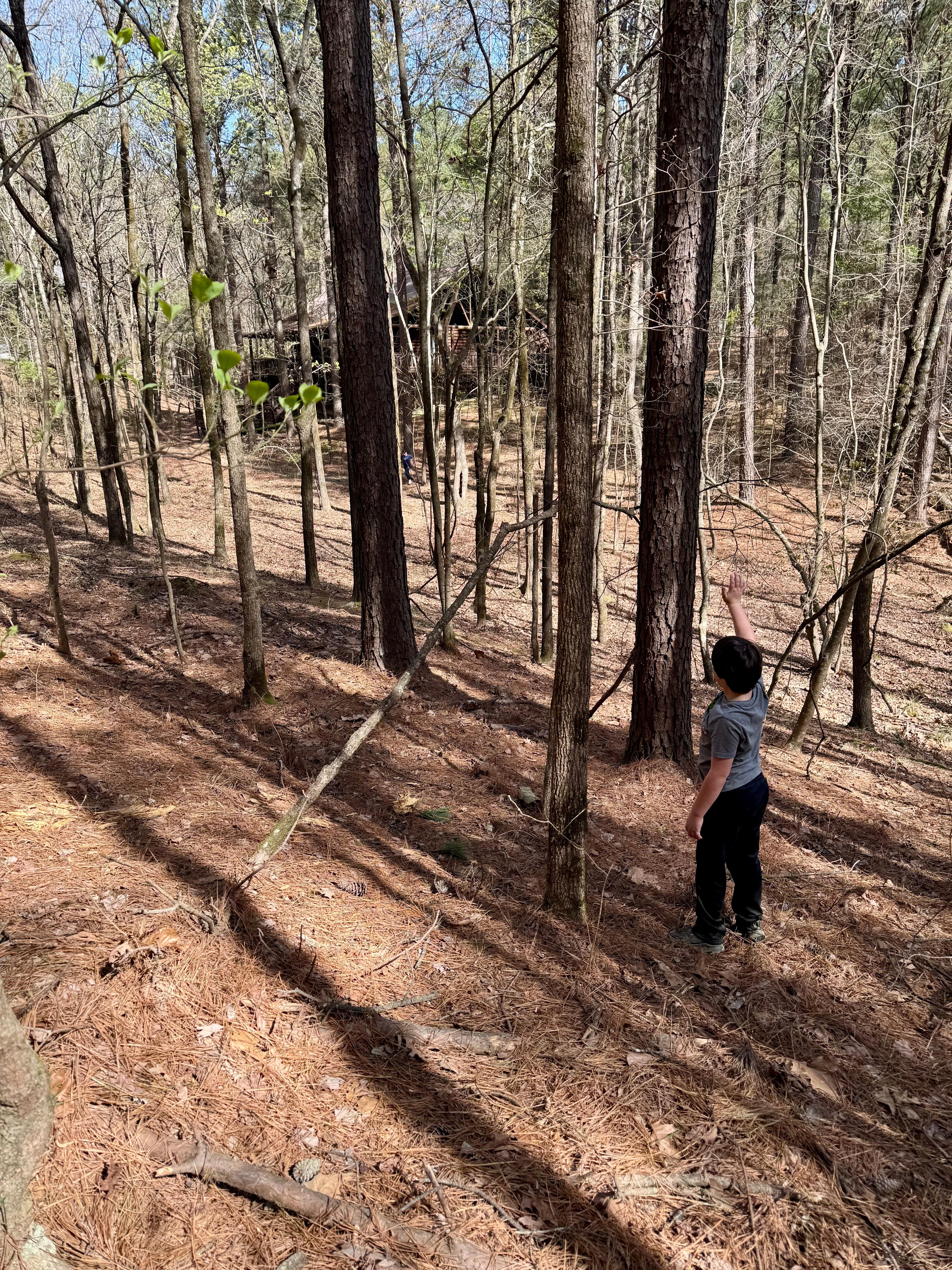 Exploring the woods around the cabin