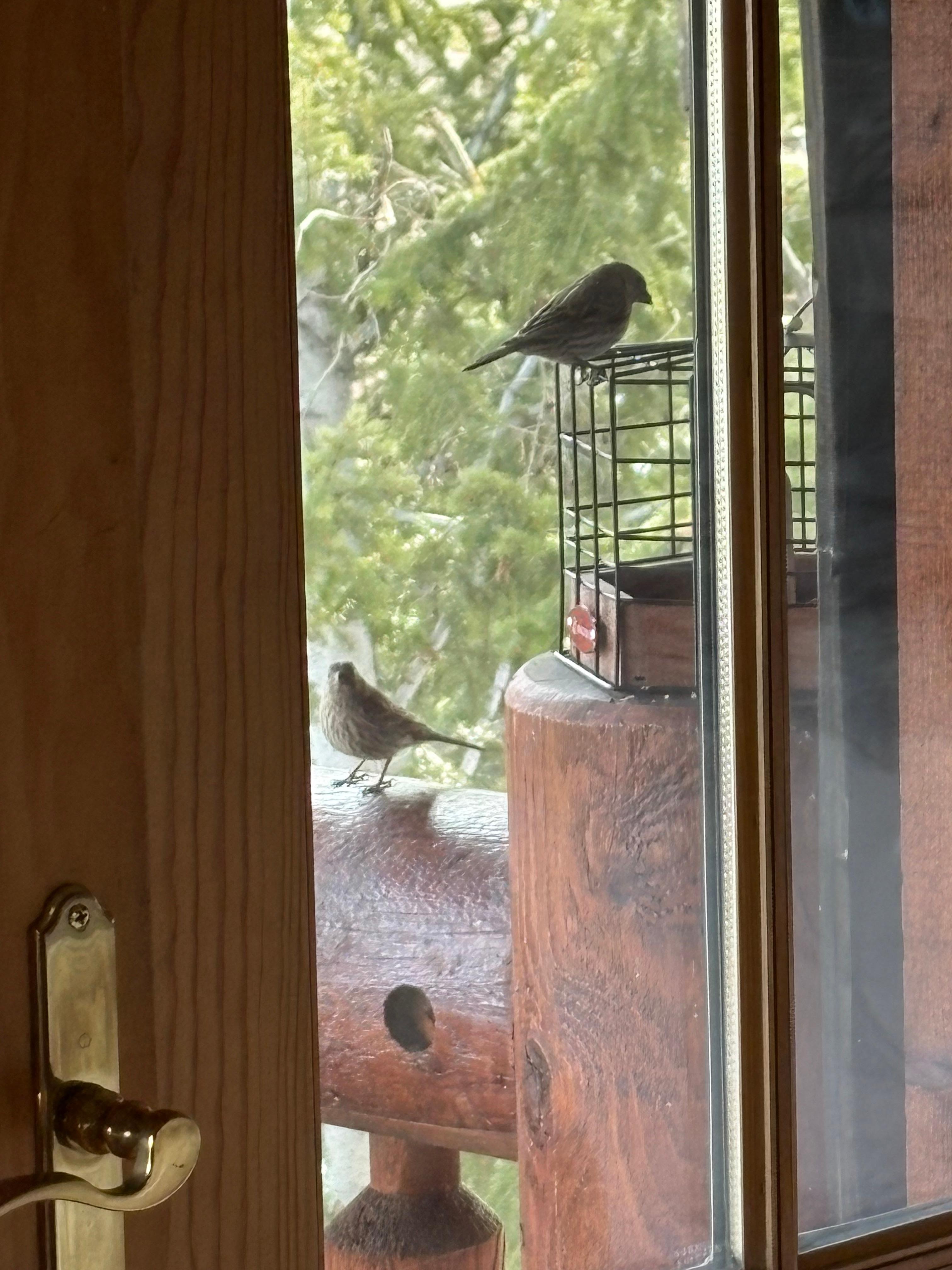 Watching birds from my bedroom deck