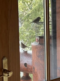 Watching birds from my bedroom deck