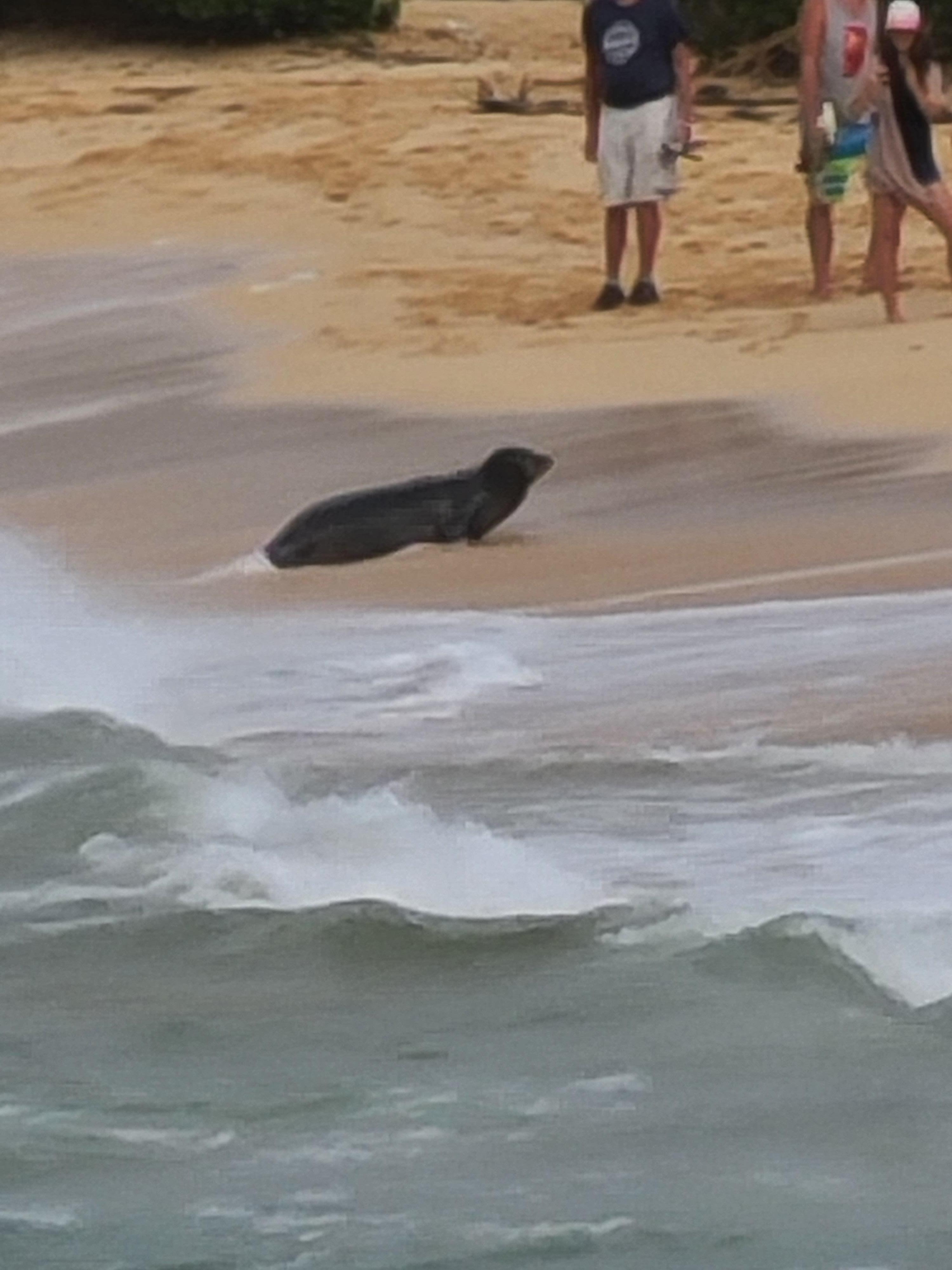 Monk seal came right in front of us, later found the beach right by our house