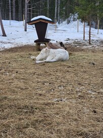 Reindeer