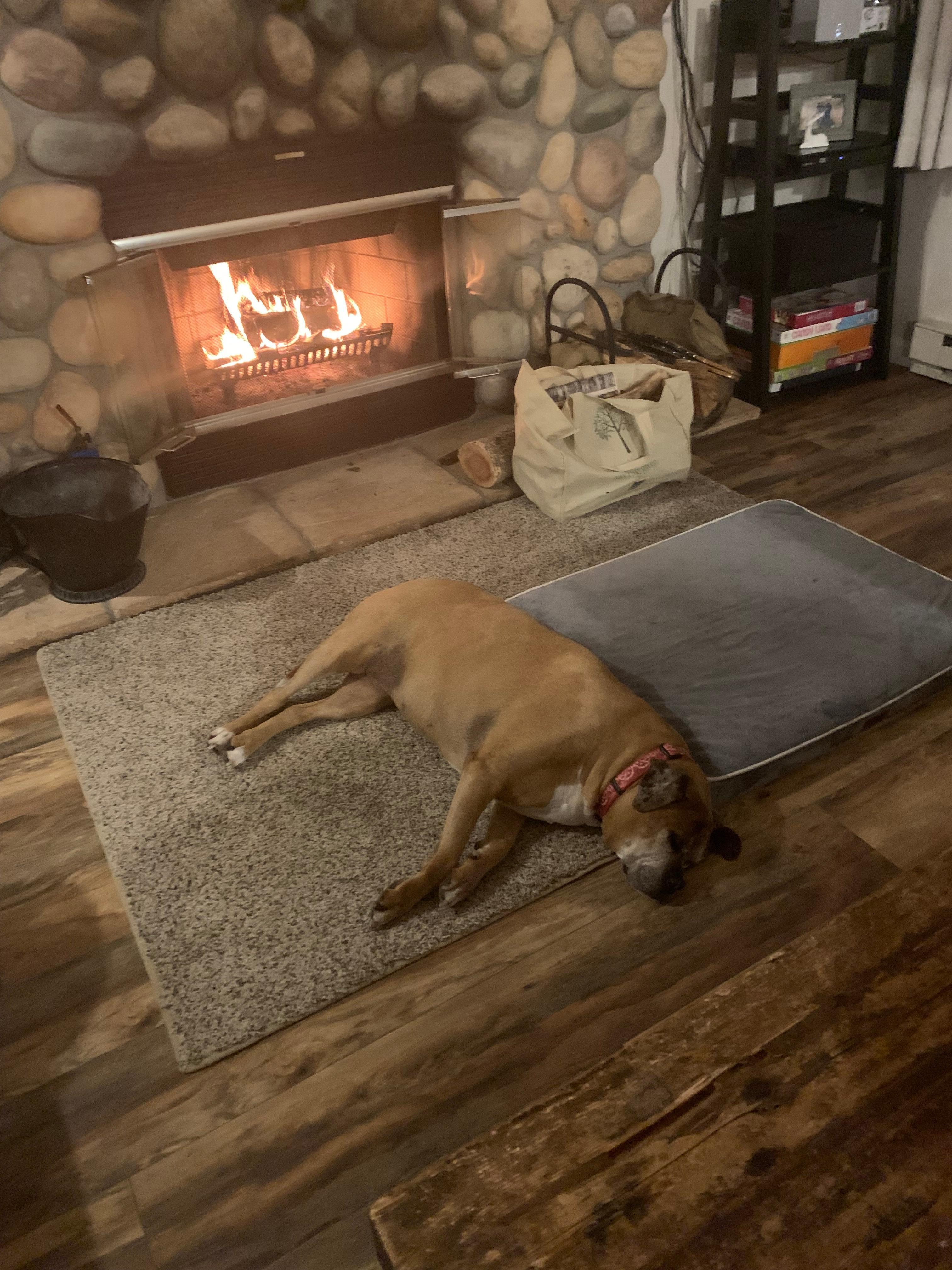 Our old puppy gives it a 5 star!