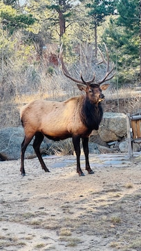 bull elk right behind the condo