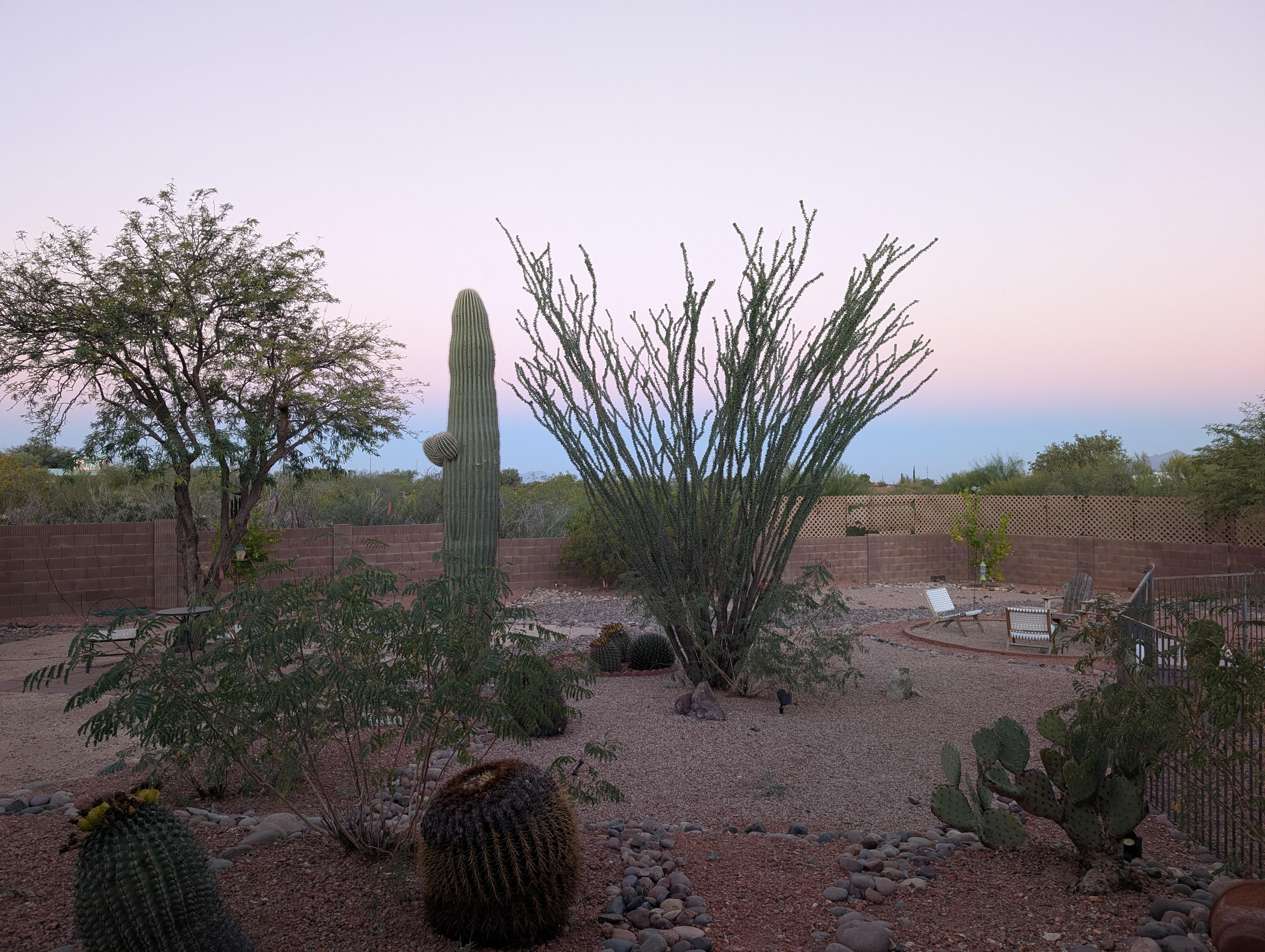 sunrise facing west across the backyard