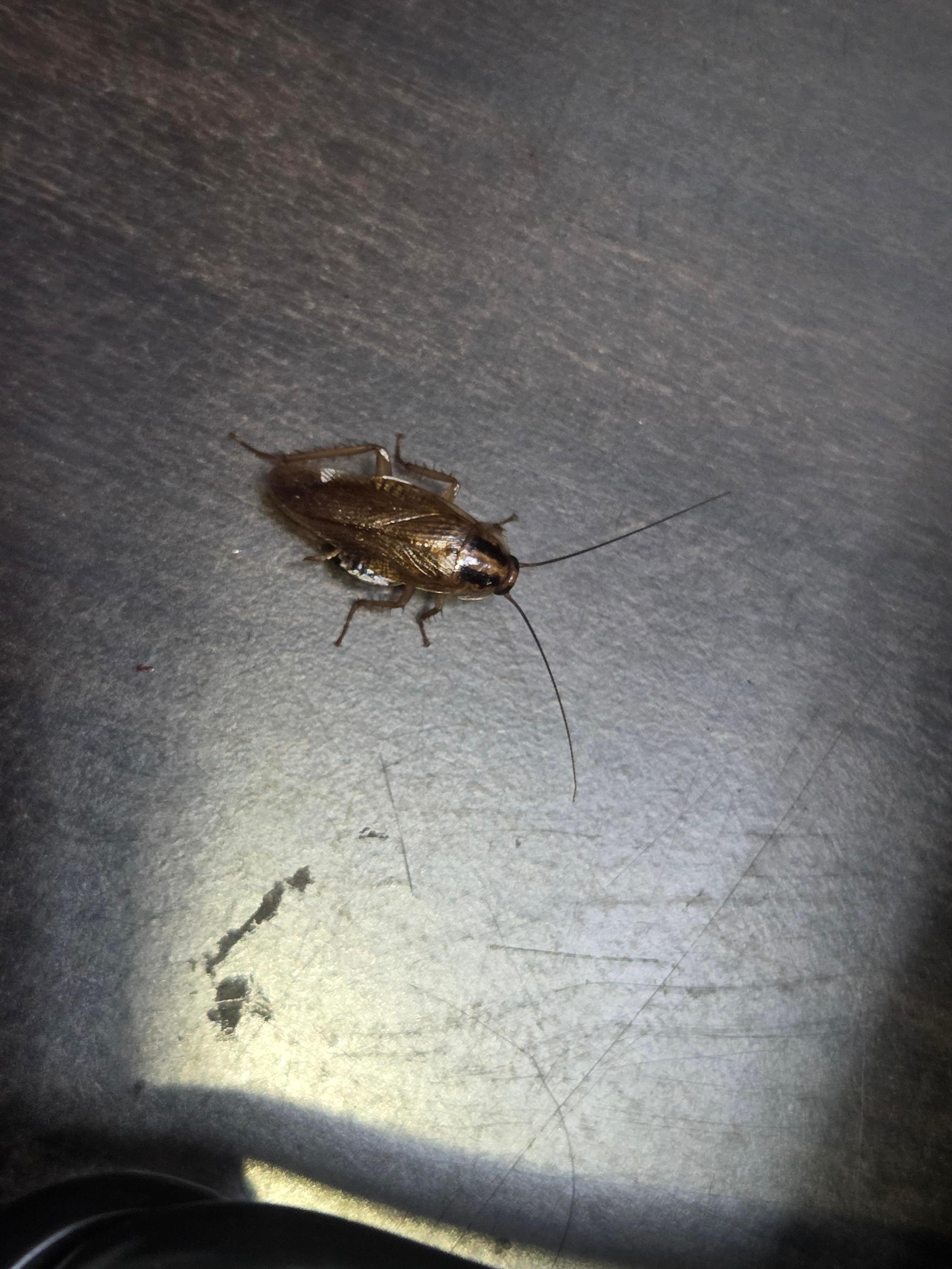 One of several live roaches.