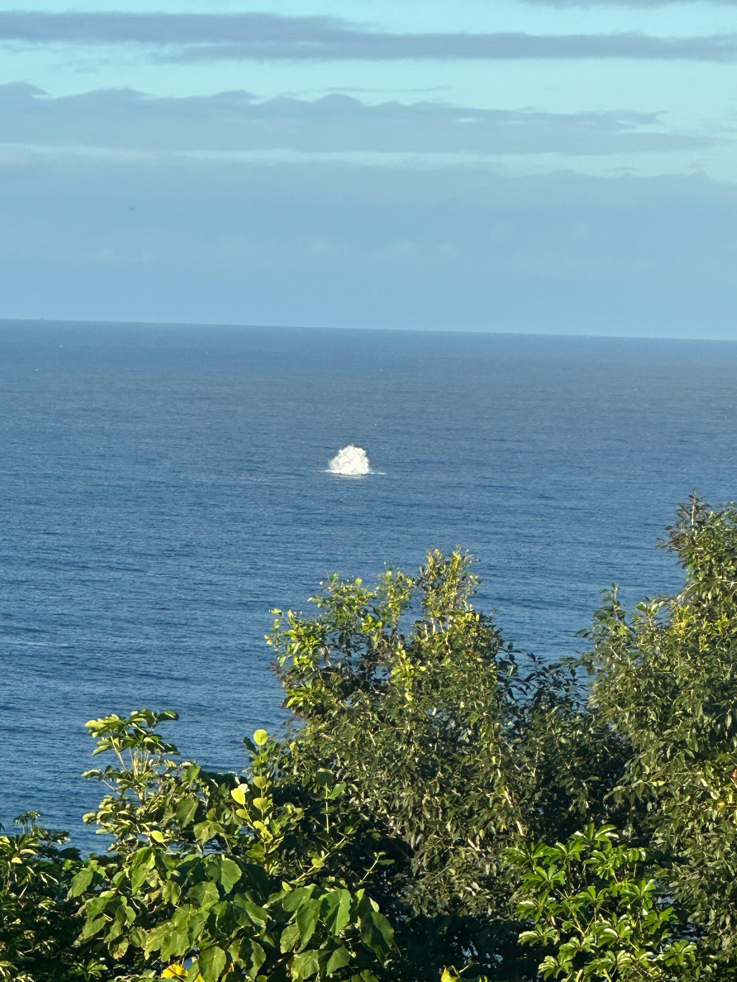 We saw whales from Lucy’s place almost daily! Incredible!