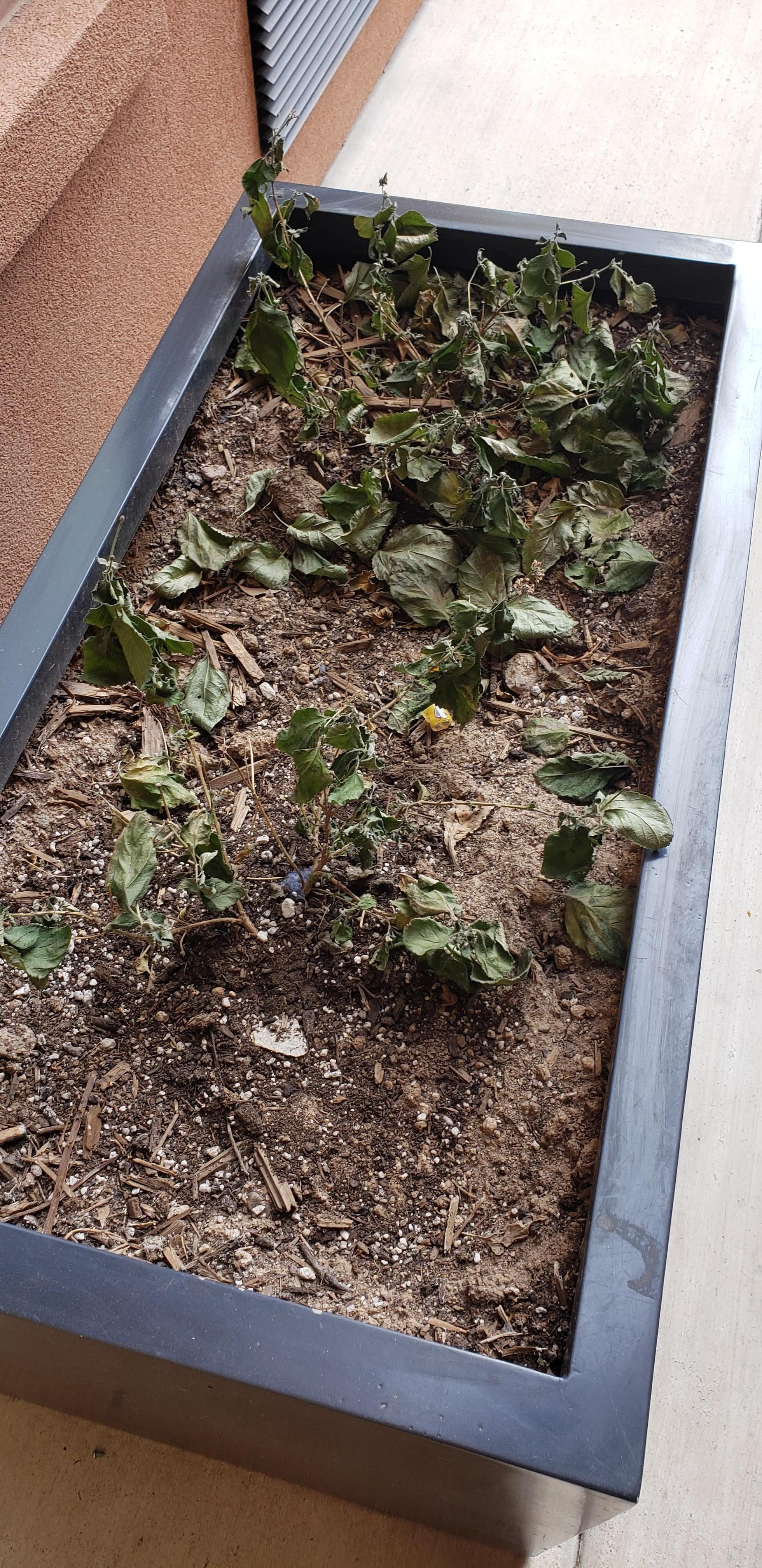 planters with dead plants by pool area
