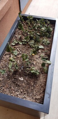planters with dead plants by pool area