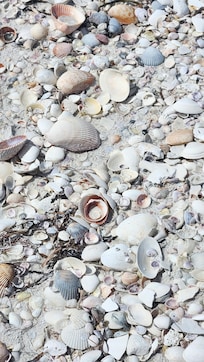 tons of shells on the beach , we found a huge one and many varieties