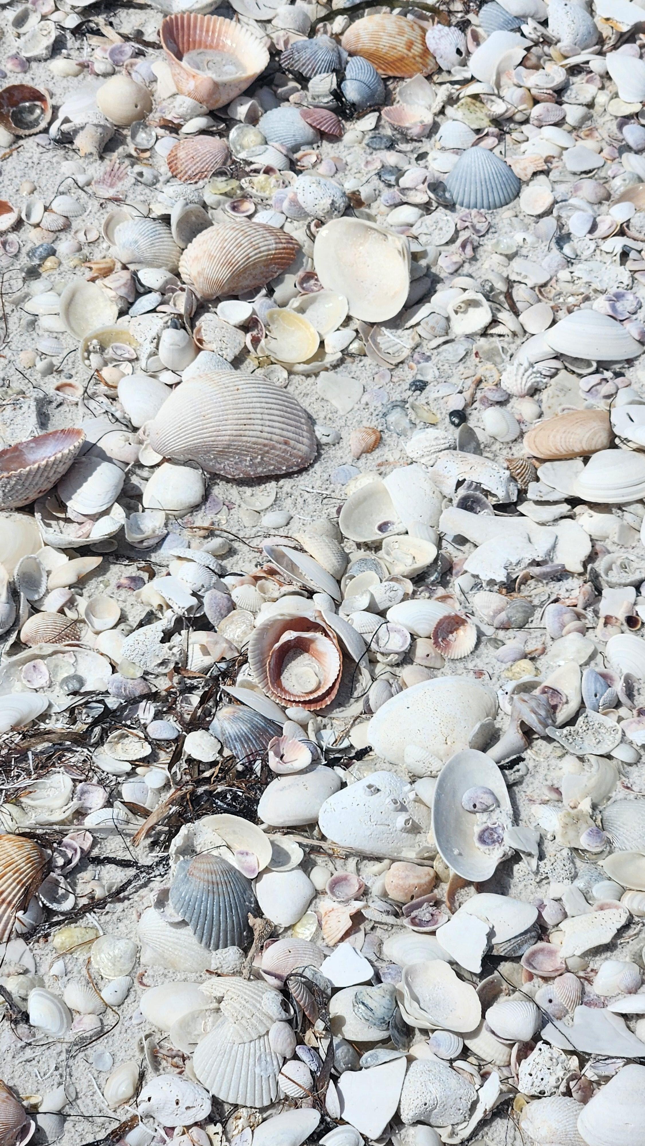 tons of shells on the beach , we found a huge one and many varieties