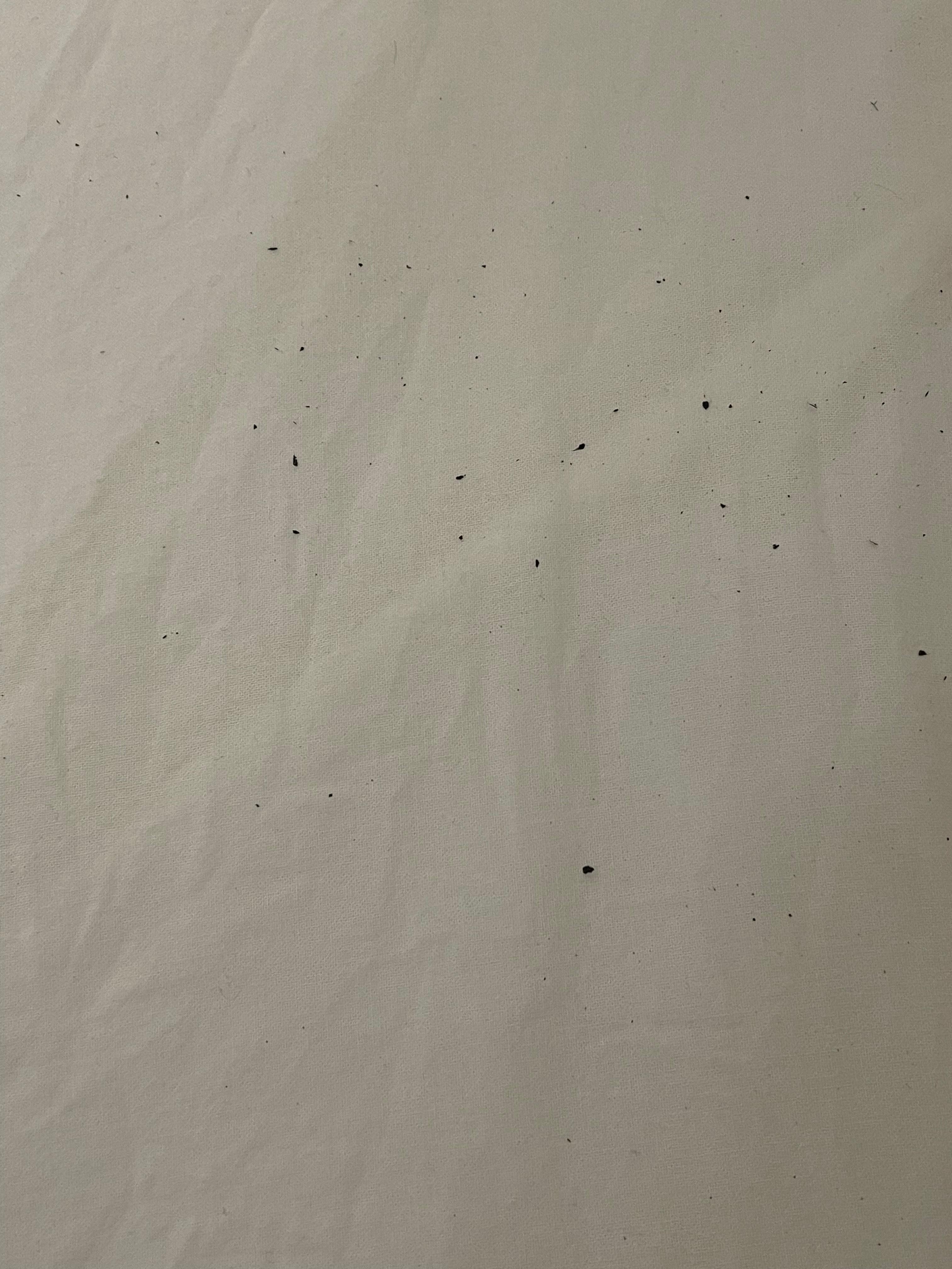 Bed sheet with black specs

