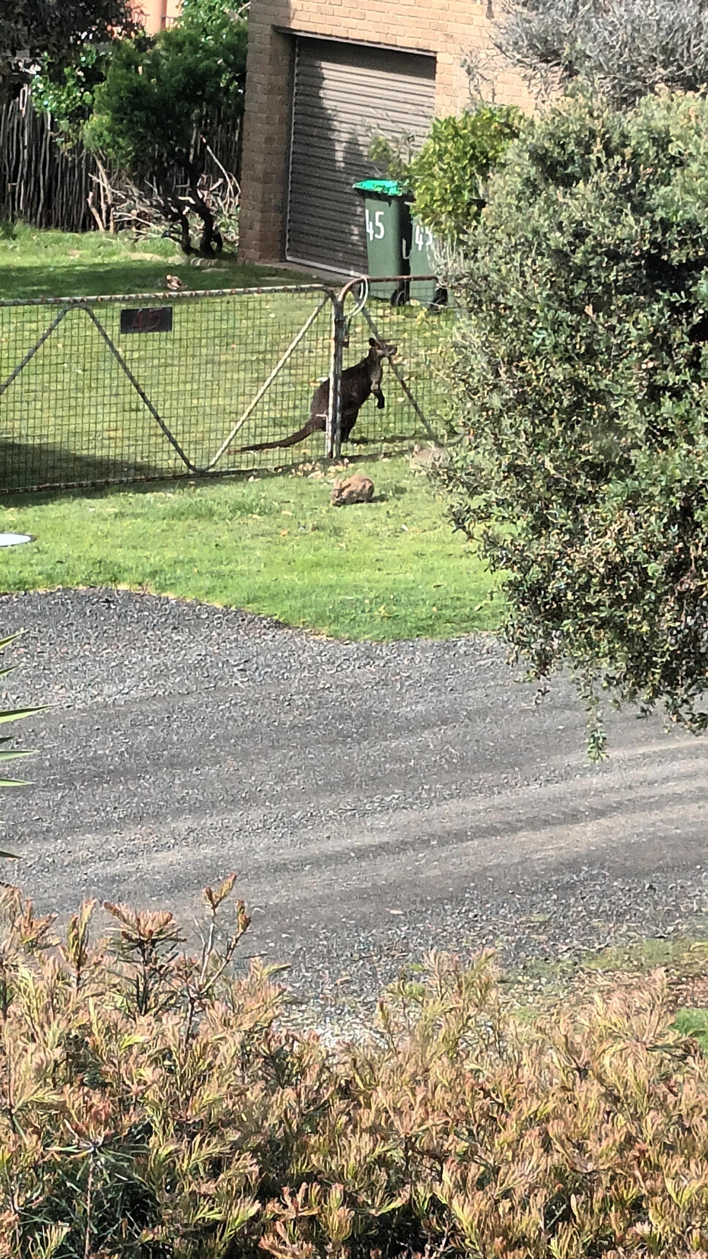 Local wallaby 