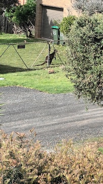 Local wallaby