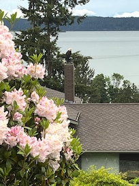 Bald eagle on the chimney