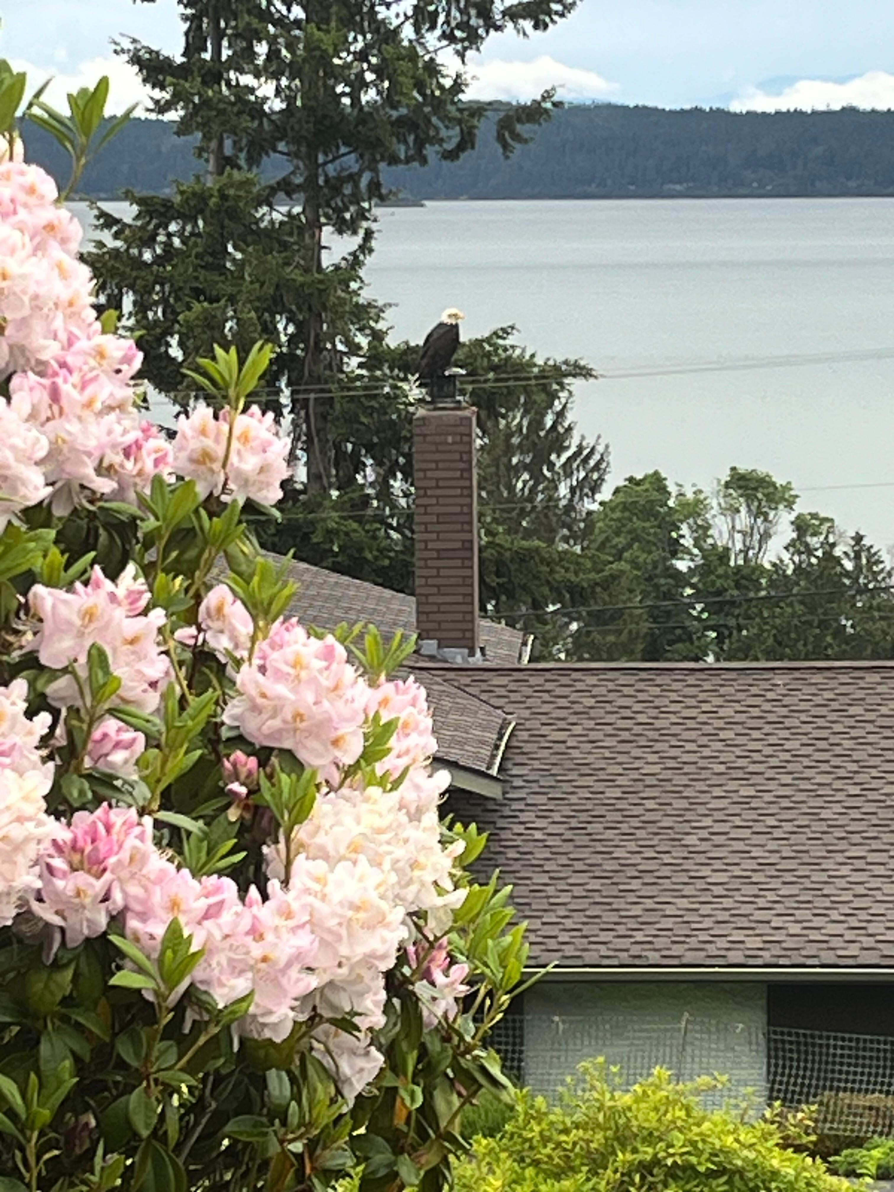 Bald eagle on the chimney