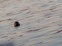 Seals playing by the sailboat