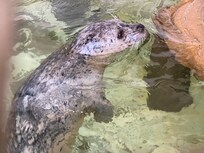 Feed the seals