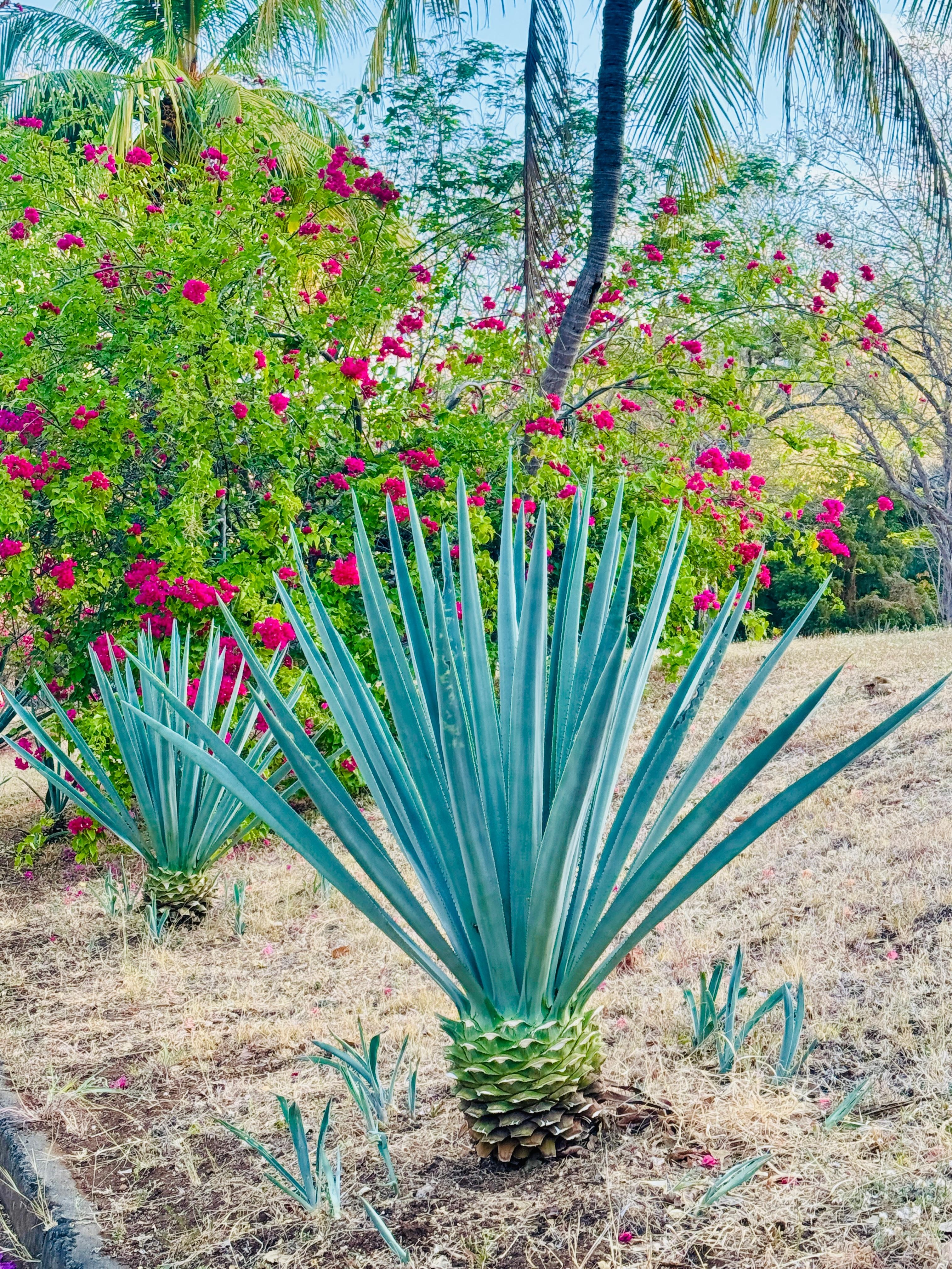 Lots of Agave plants and other flora nearby.