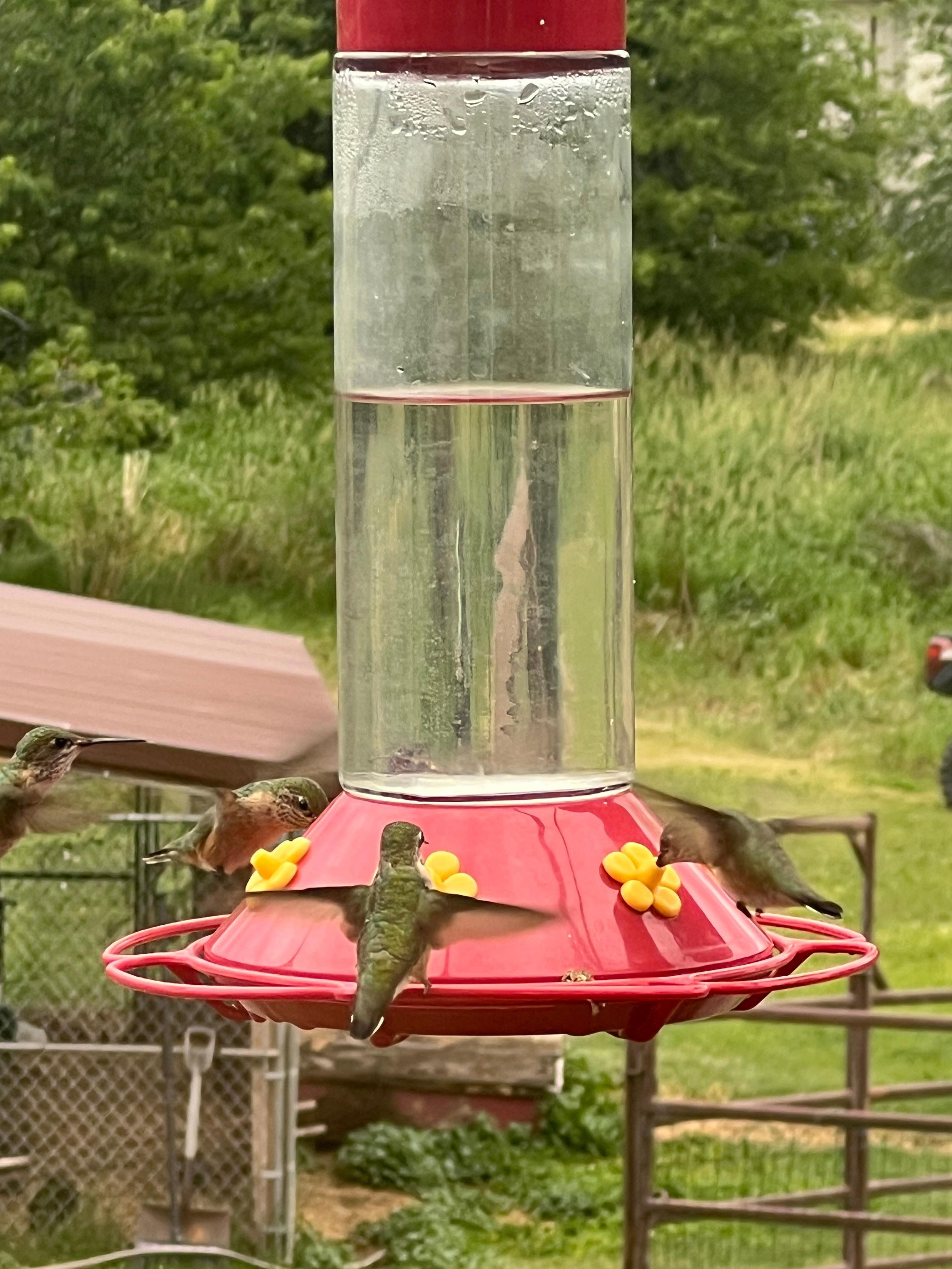 Hummingbirds everywhere