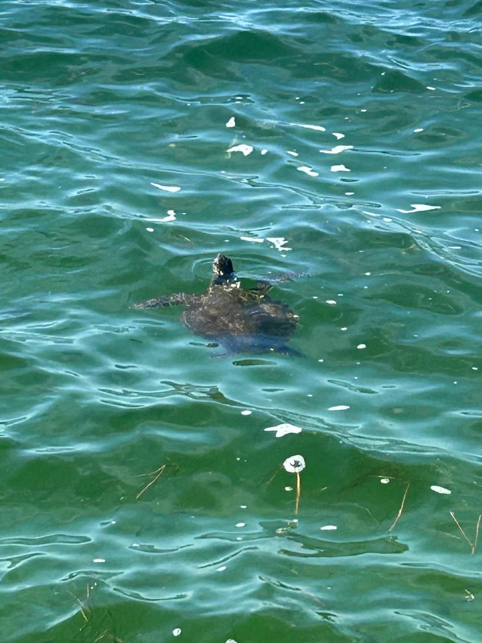 We loved watching the sea turtles in the water right off the back beach area behind the pool.