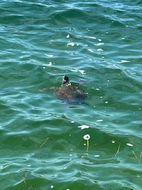 We loved watching the sea turtles in the water right off the back beach area behind the pool.