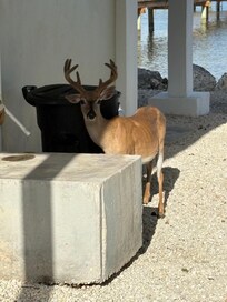Wandering Key Deer.