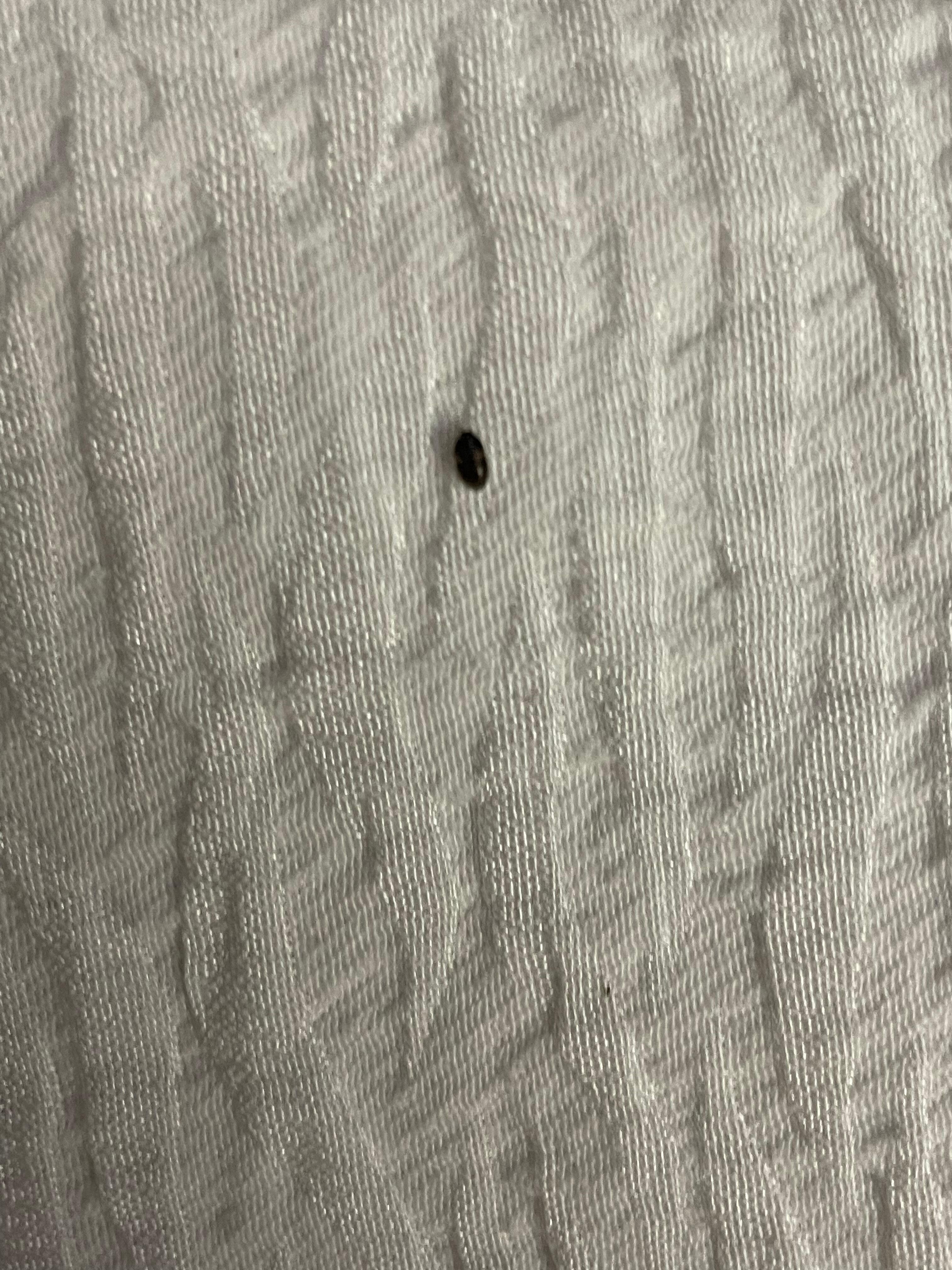 Bug on bed